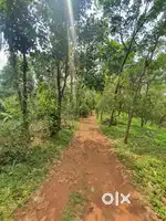 6.5 acres of rubber plantation for urgent sale near poolakutty