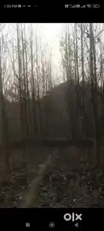 38 Acre Agriculture land in Noorpur Bedi Punjab