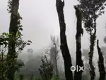 1.70 Acre Coffee Estate for Sale – Coorg (Near Madenadu)