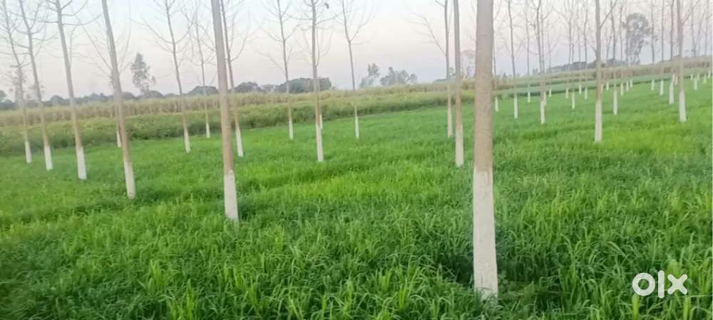 Gaine road per kisansingh ka pas hospital barat ghar ka lia