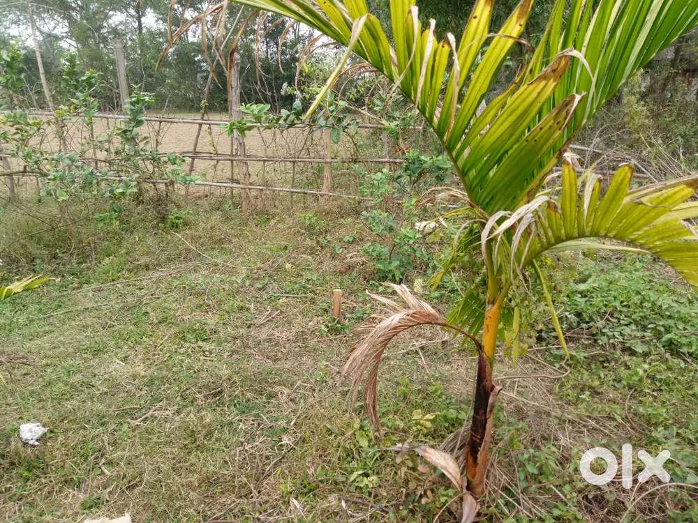 12 Ganda  land to be sold in plots or as a whole