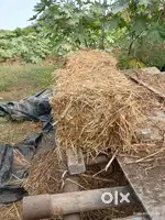 Organic Parali