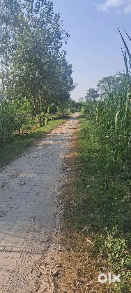 2.50 bigha jamen h Patanjali ke piche gao m kheti ki jamen h road pr
