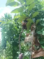 ആറ്റിങ്ങൽ ആലംകോട് പണ വസ്തു വില്പനക്ക്
