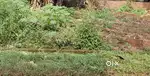 Plot for Sale Hanuman Nagar