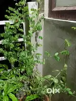 Aparajita plant
