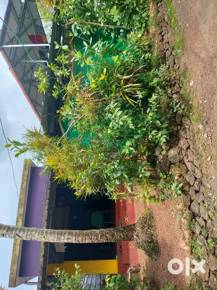 11 cent house and plots