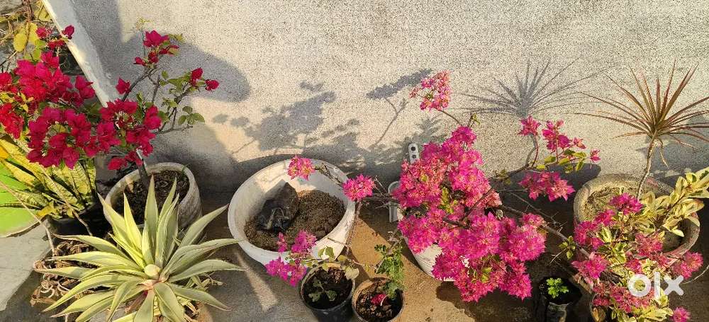 For plant lovers Sale all types of plants with best rates