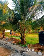 Covai Annur beautiful farm land