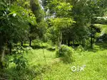 19.5 cent land for sale in kanjoor,near airport,Angamaly,Aluva,plot