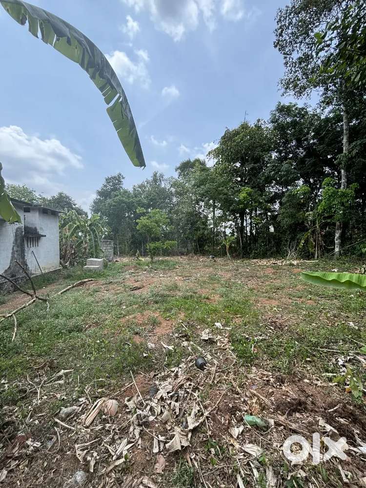 15 cent പുരയിടം വെള്ളം കയറാത്ത ഭൂമി 110000 (lack) per cent