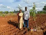పూర్తి డెవలప్మెంట్ తో కేవలం వంద గజాలు లక్ష రూపాయలు మాత్రమే త్వరపడండి