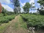 In middle of tea estate
