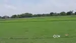 2,5 बीघा जमीन बिकाऊ है