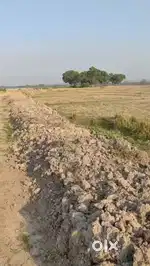 2 Bigha Land sale at Dharamtul, Morigaon