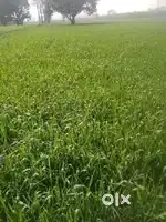 10 bigha land for sale on kanth road, Moradabad