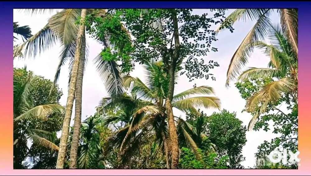 2.5 Acre Land in Wayanad