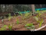 1 Acer Land for Sale at Dandeli Tourism area Suitable for Resort.