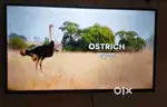 43 inch smart android frameless led tv with 600 channel free in tv