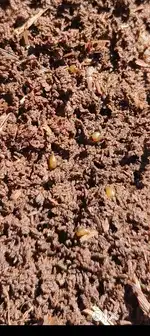 Vermicompost fertilizer