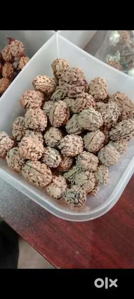 2mukhi Himalayan rudraksha