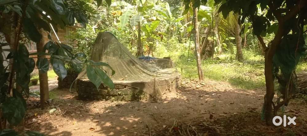 9 Cent plot for sale Near Amala hospital (അമല ഹോസ്പിറ്റലിനടുത്ത് )