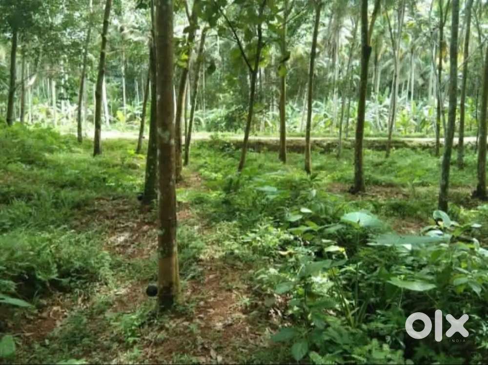 1 lakh per cent.  50 cent to 2 acre rubber plot for sale.