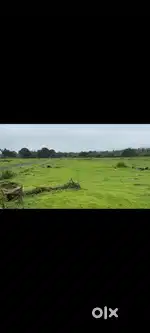 Plot for sale Cuncolim south Goa