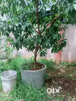 Sapota plant