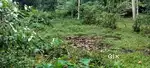 10cent ഒരു സെന്റിന്1.50 പ്രതീക്ഷിക്കുന്ന വില പഞ്ചായത്ത് റോഡ്