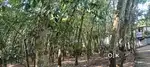 Rubber plot
