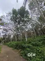 2-Acre Rubber Plantation for Lease in Muvattupuzha