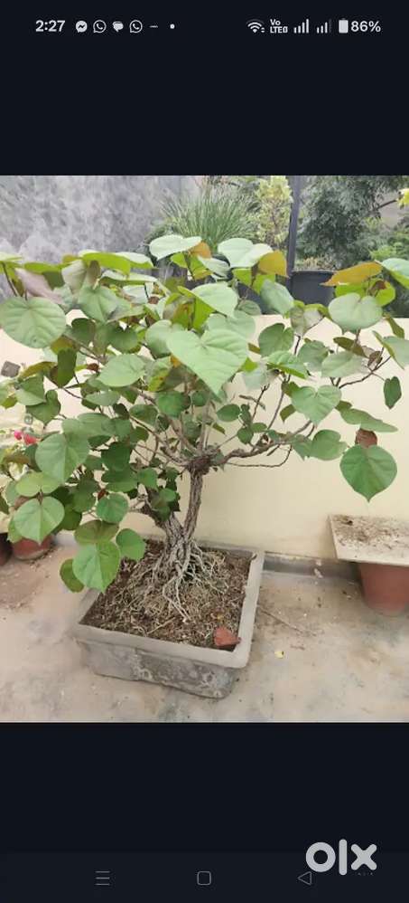 Beautiful Bonsai Tree