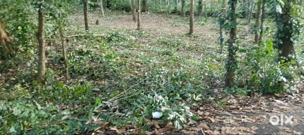 Residential plot for Sale at Thodupuzha
