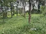 20 CENT HOUSE PLOT FOR SALE IN MANANTHAVADY