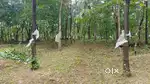 Land/Plot for sale