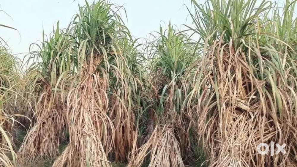 16 bigha bhatukheri shamli agriculture land for sale