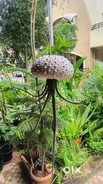 Extremely Rare and Beautiful - Urchin Shells