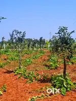 Farmland in Mathuranthakam