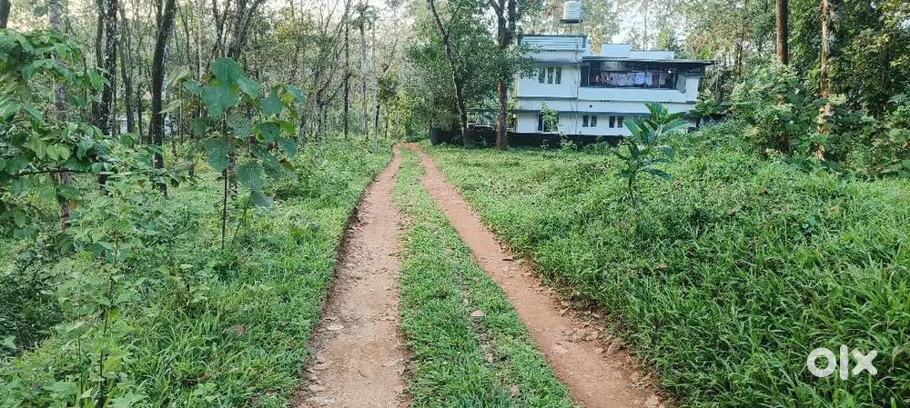 60 Cent Plain Plot Thodupuzha