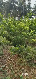 கோபிக்கு மிக அருகில்