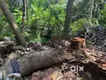 Wood for sale:- ₹5000, New mahe