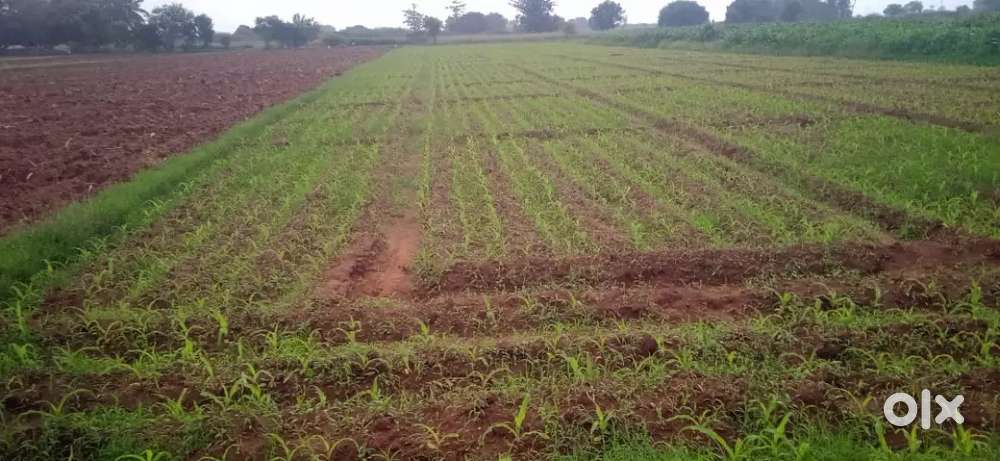 2 acre Agricultural land for sale near Theni Medical College