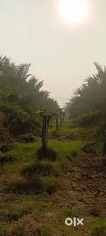 Arabian dates farm plot with 20,000 montly rental yield