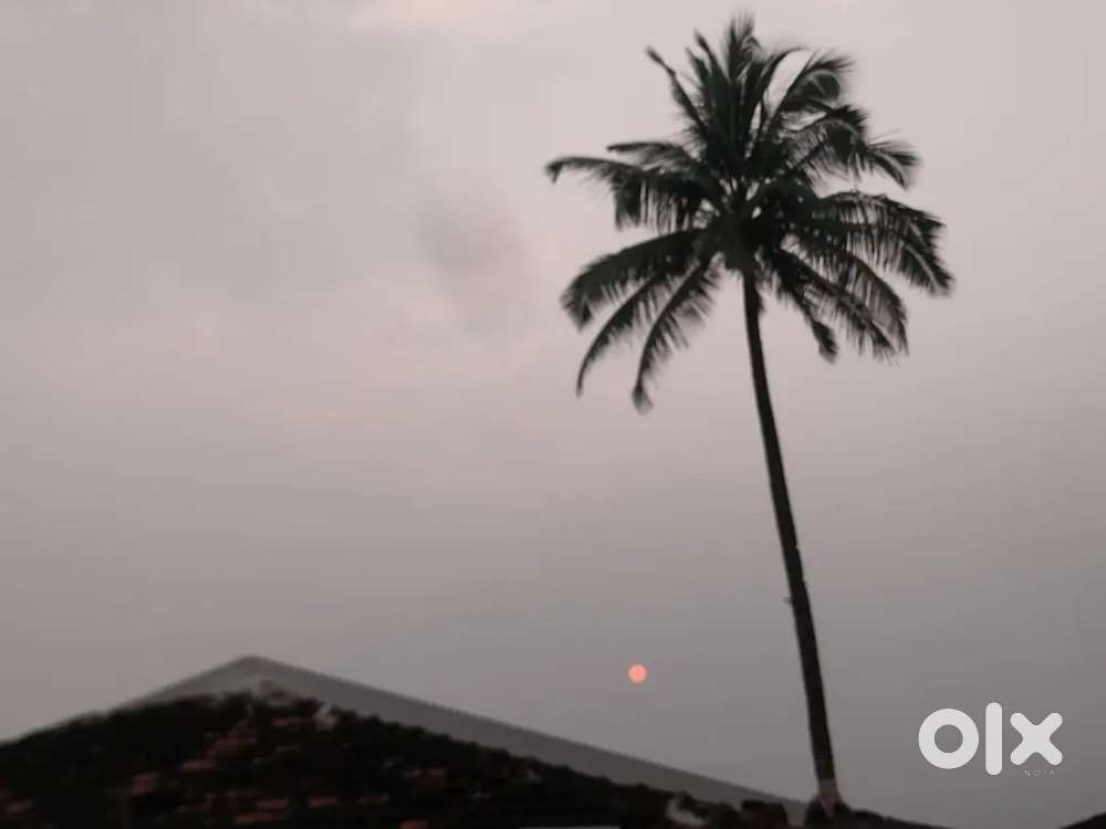 Need pizza helper in Goa