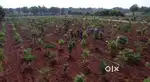 Beautiful Managed Farm land with Health and Wealth Concept 6534sqft