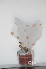 Gift Big offer  special 100% soyabin wax candle with multiple fragnce
