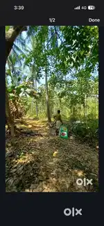 25 സെന്റ് തേങ്ങുകളോട് കൂടിയ പറമ്പ് വില്പനക്ക്, Including road, water..