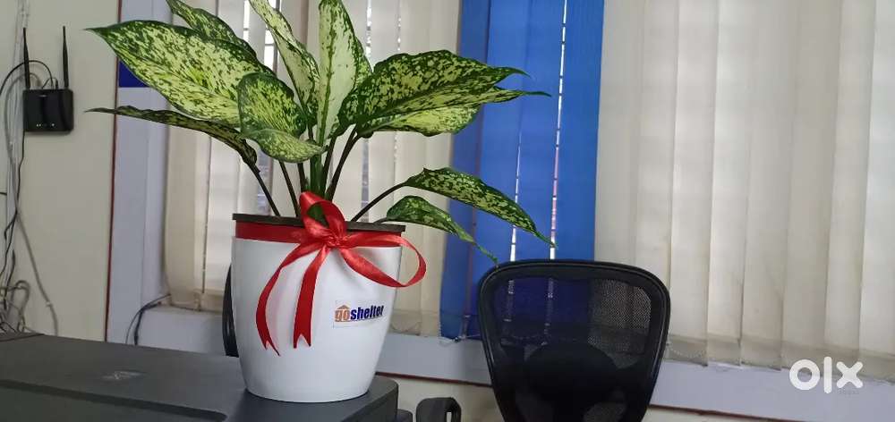 Pg hostels near TCS Infosys KIIT CTTC