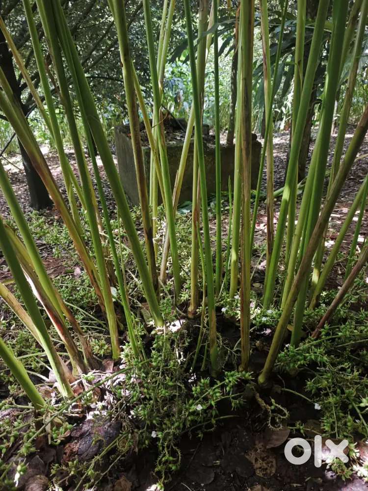 House 1200 sf  lands 65 cent place Rajakkade